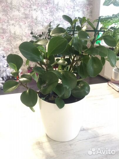 Пеперомия туполистная