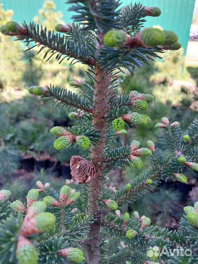 Пихта Бальзамическая