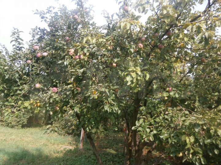 Дача 24 м² на участке 6,8 сот.