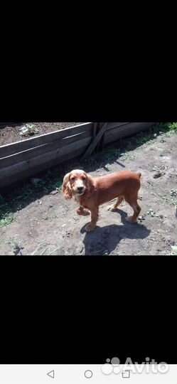 Кокер спаниель