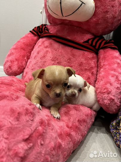 Мини чихуахуа девочка