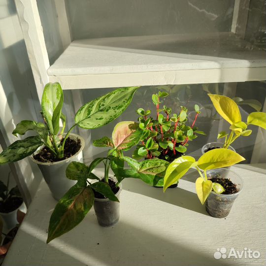 Комнатные растения