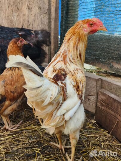 Петухи от пасхальных кур