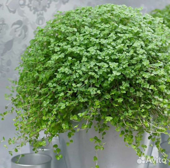 Солейролия