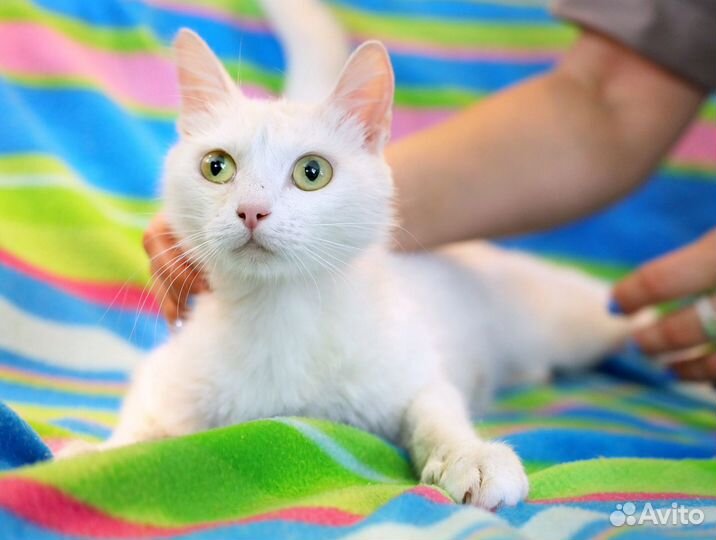 Снежанна - беляночка в дар добрым людям