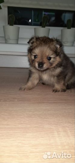 Продаём щенков немецкого шпица-мини