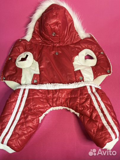 Одежда для собак мелких пород мальчик