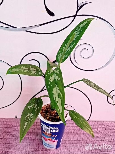 Комнатные растения 02