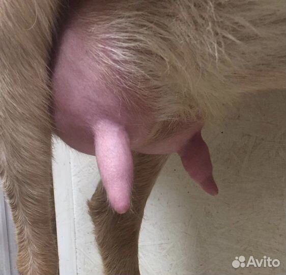 Коза дойная