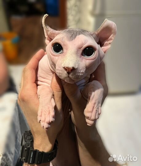 Канадский сфинкс эльф вязка