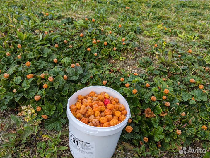 Морошка свежая