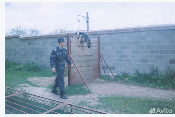 Дрессировка собак (кинолог )