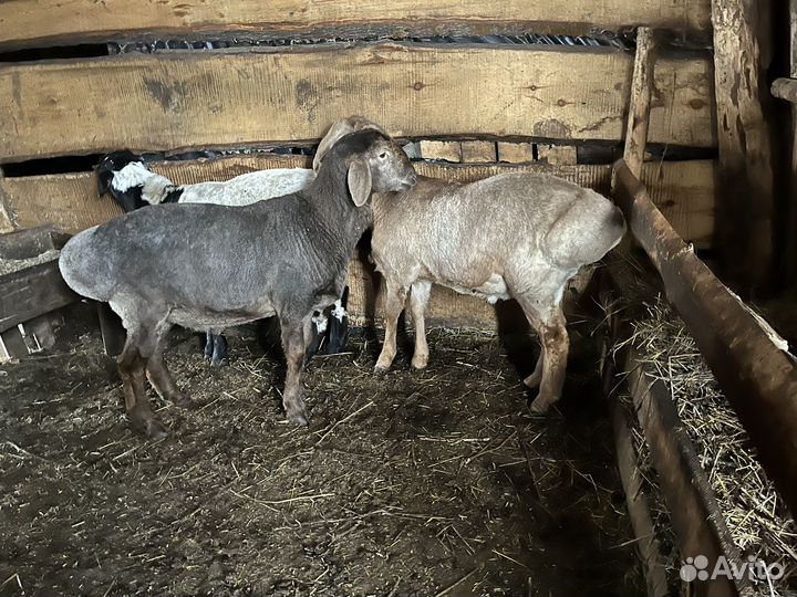 Курдючные бараны