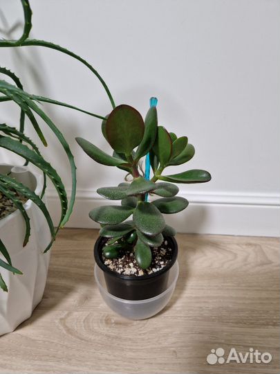 Алоэ столетник