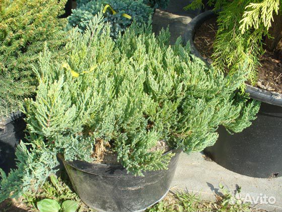 Juniperus horizontalis Grey Pearl