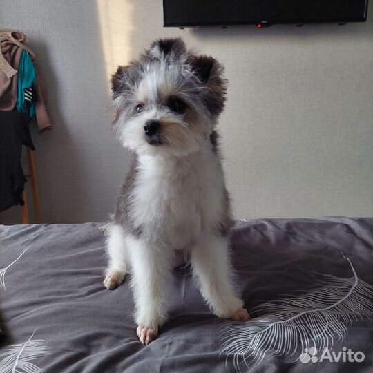 Жених мальчик