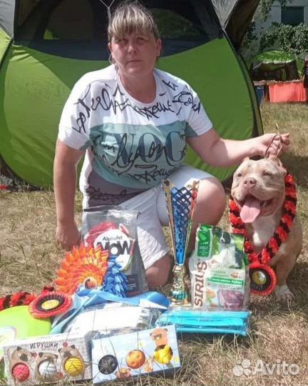 Американский булли вязка