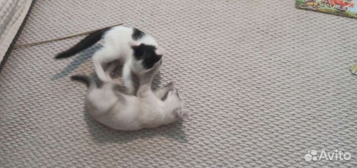Котята сиамские метисы девочки