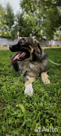 Кавказская овчарка метис в добрые руки