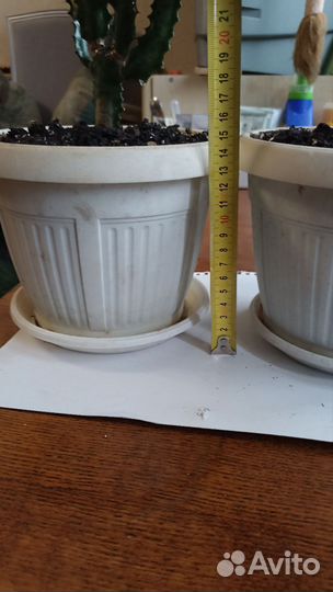 Молочай трехгранный