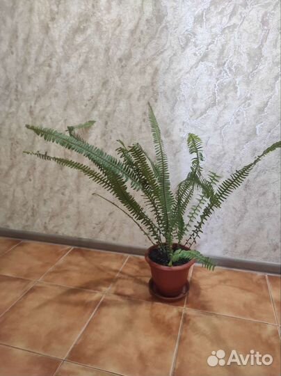 Папоротник комнатный (большой)