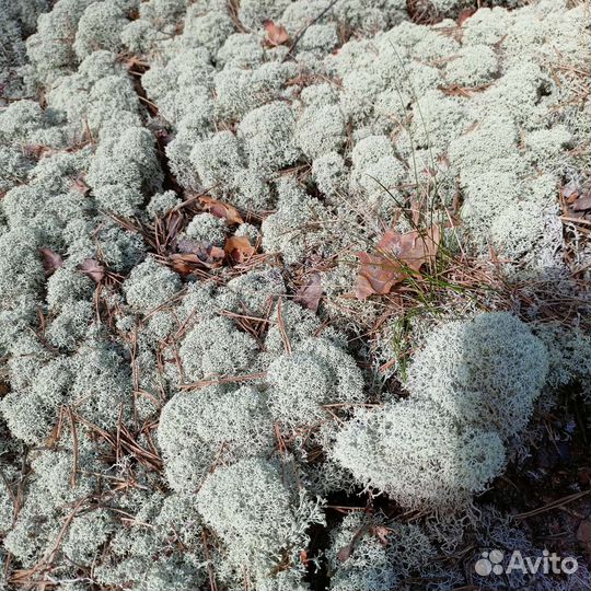 Мох ягель неочищенный