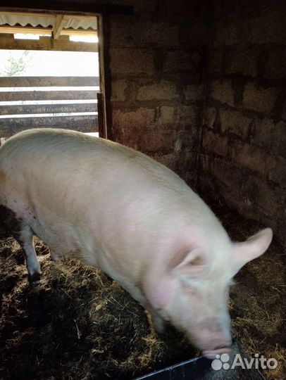 Кабан на мясо