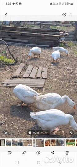 Стадо гусей 6+2