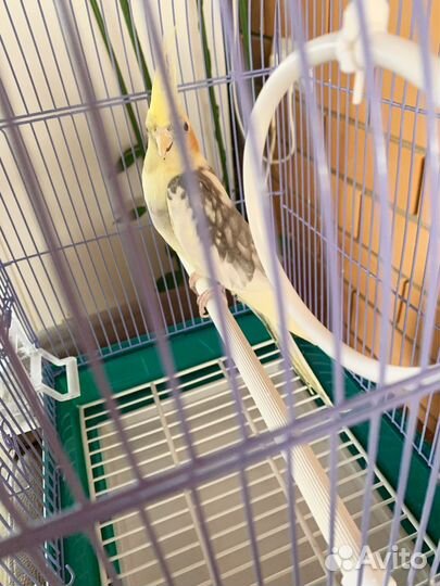 Попугай корелла