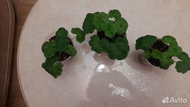 Пеларгония Claire сортовая герань