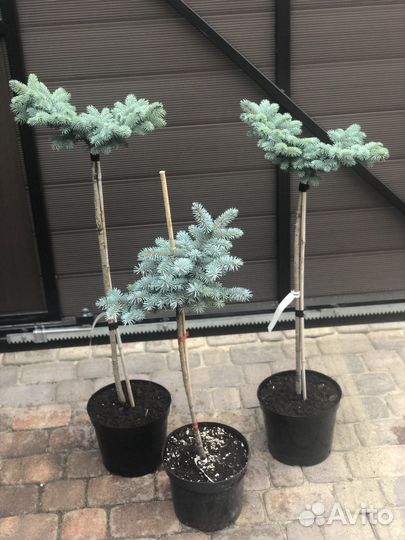 Ель глаука глобоза на штамбе отправка по РФ