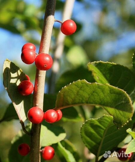 Падуб, разные виды, семена