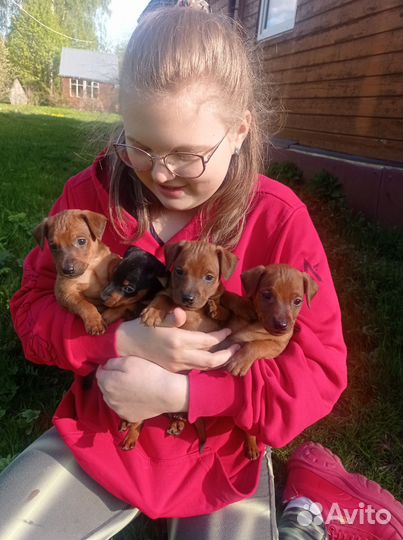 Щенки цвергпинчера