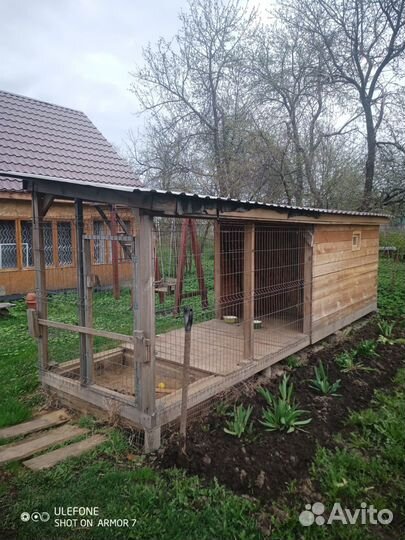 Вязка Бигль