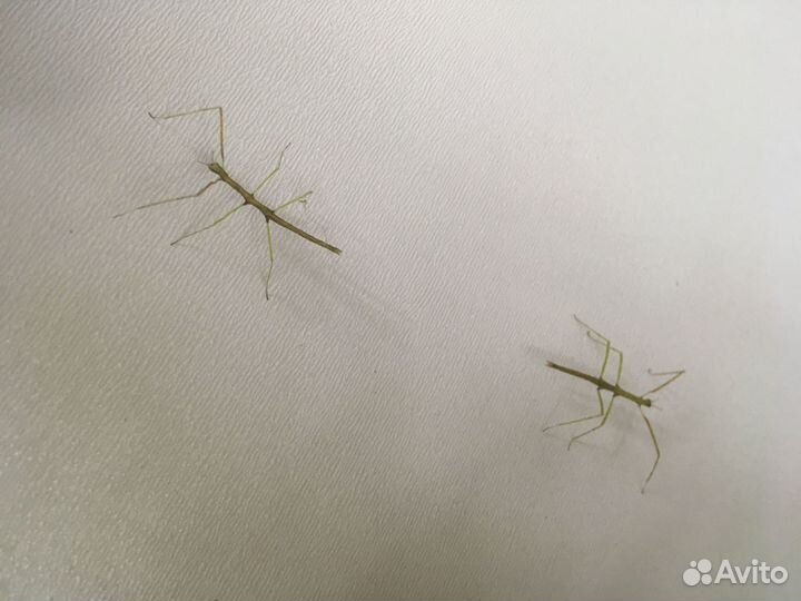 Палочники аннамские