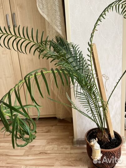 Цикас/саговник с доставкой