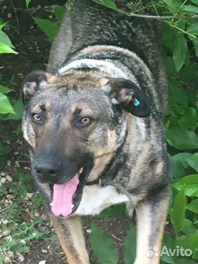 Собака-компаньон