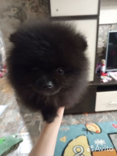 Продам, шпиц мальчик, рождён 31. 05.24