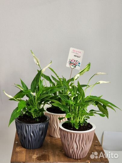 Спатифиллум в горшке