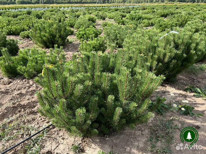 Сосна горная экстра качество