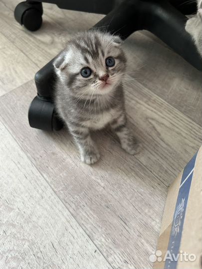 Шотландские котята