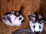 Кролики фландер и строкач