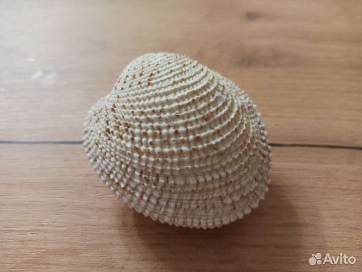 Морская раковина