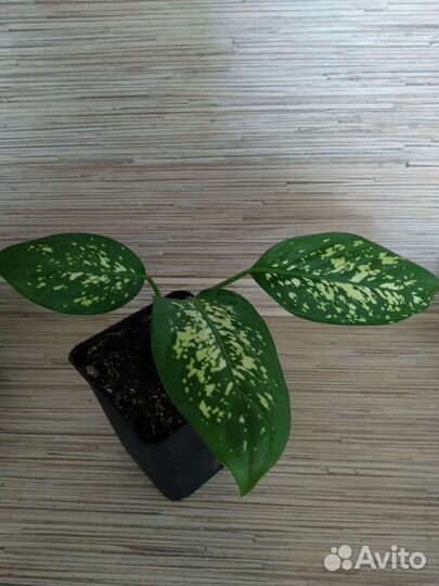 Диффенбахия