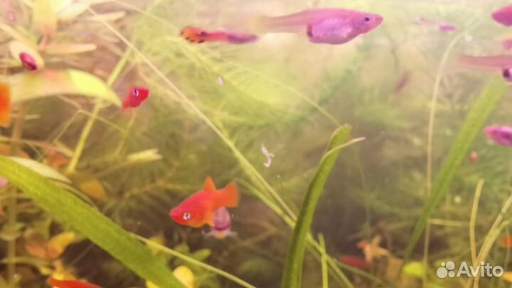 Мальки меченосцев и гуппи