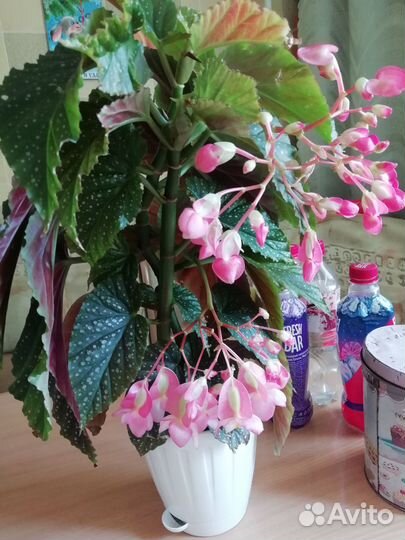 Комнатные цветы