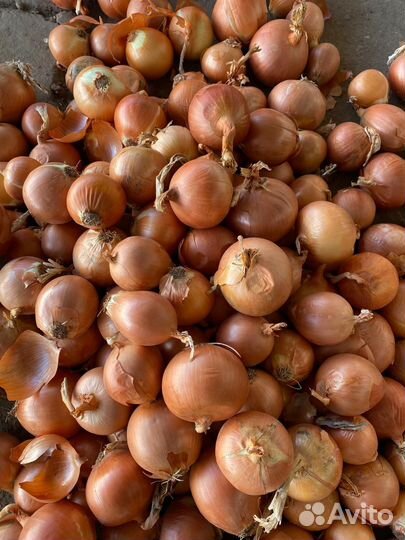 Лук репчатый