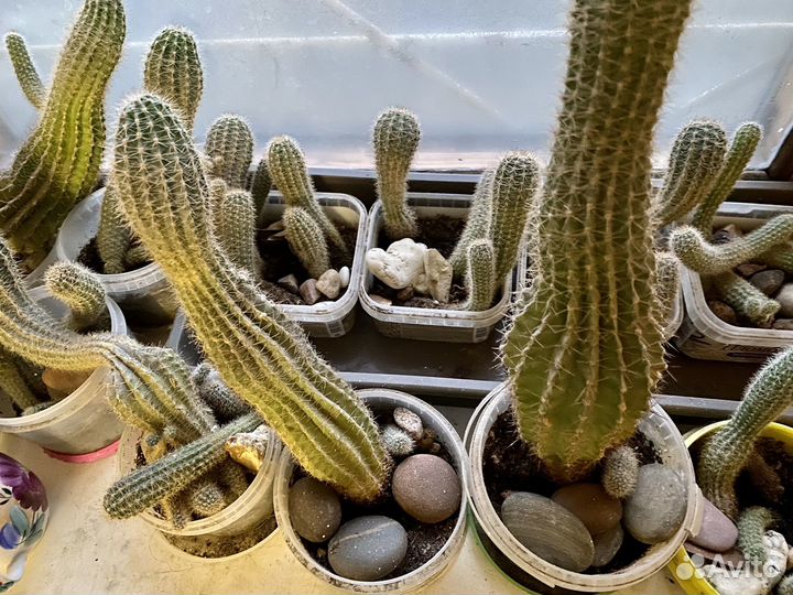 Продам кактусы