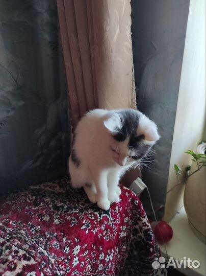 Кошки взрослые самки в хорошие руки