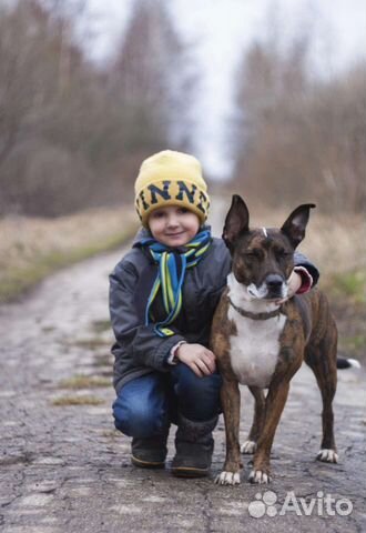 Передержка собак и кошек